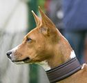 Dogobundi Basenji Th. Ernst (10)